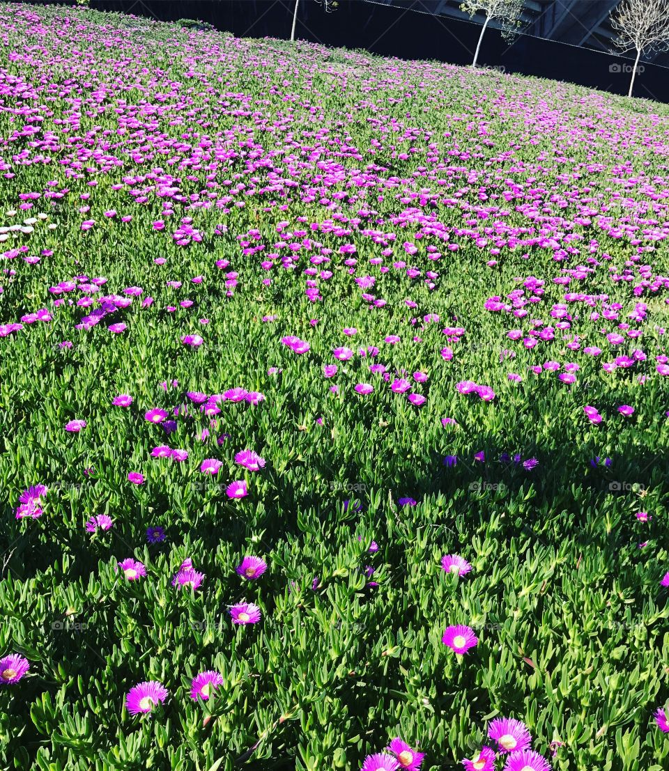 Lavender fields forever 🌷🍃