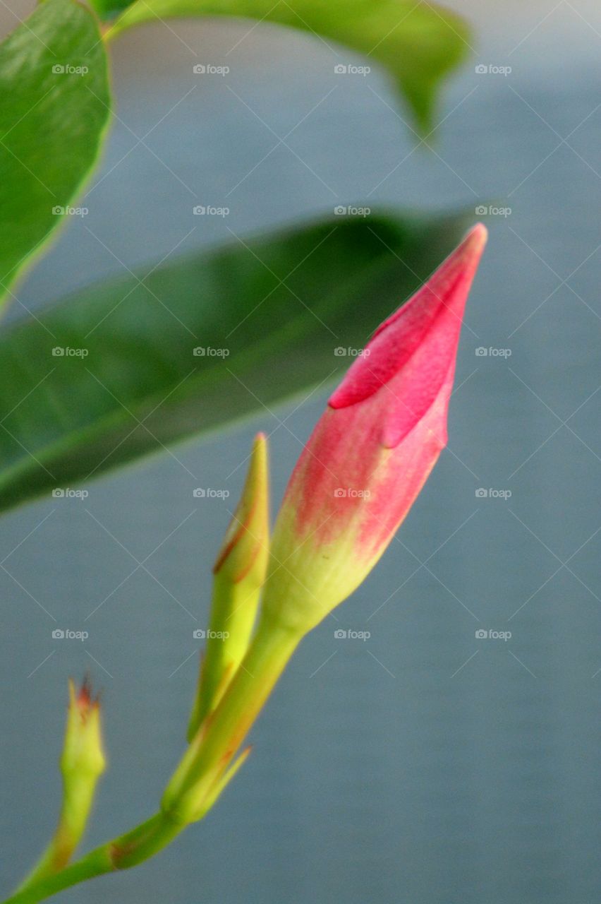 Flower Buds 