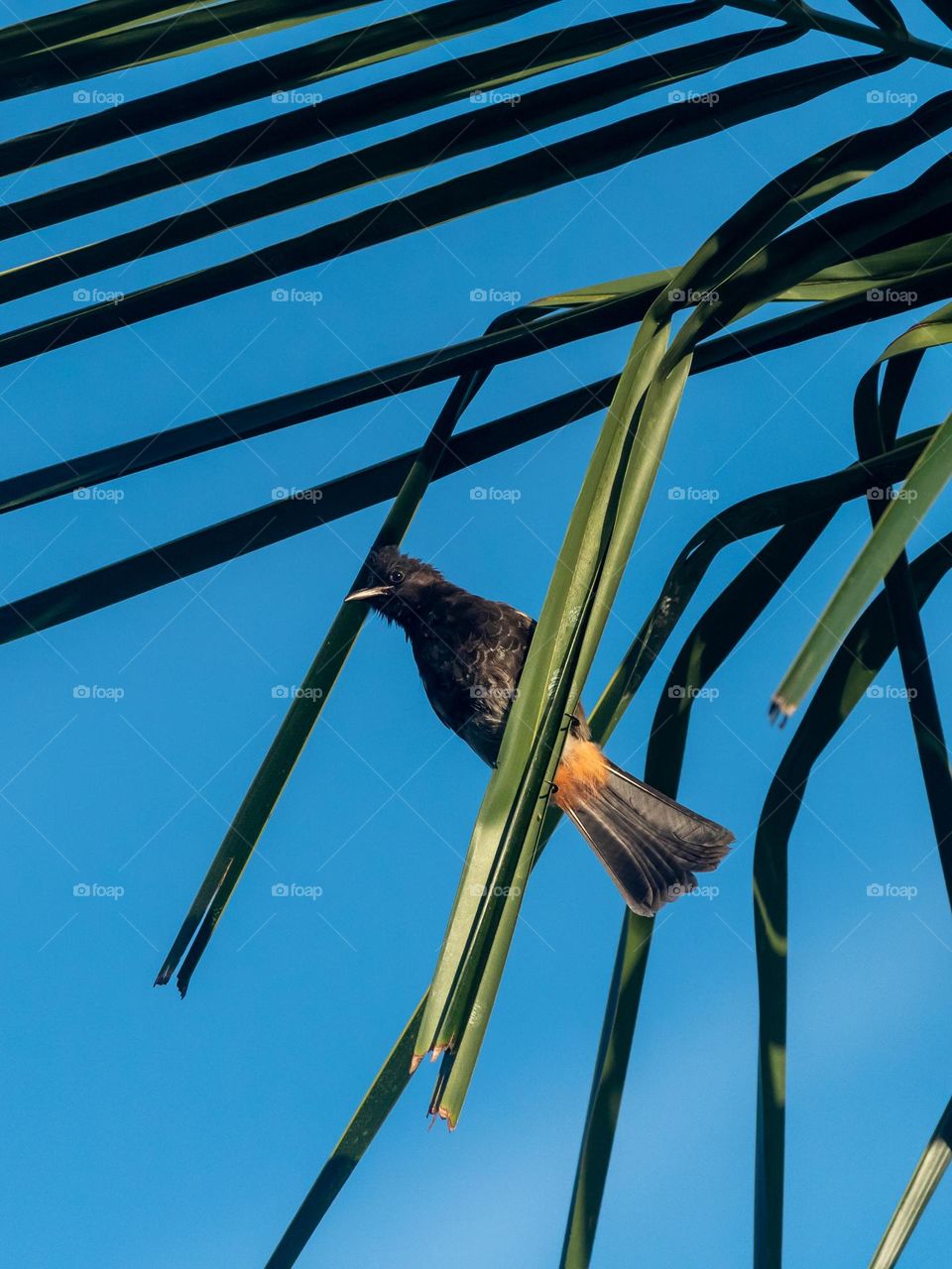 Beautiful Red-vented bulbul