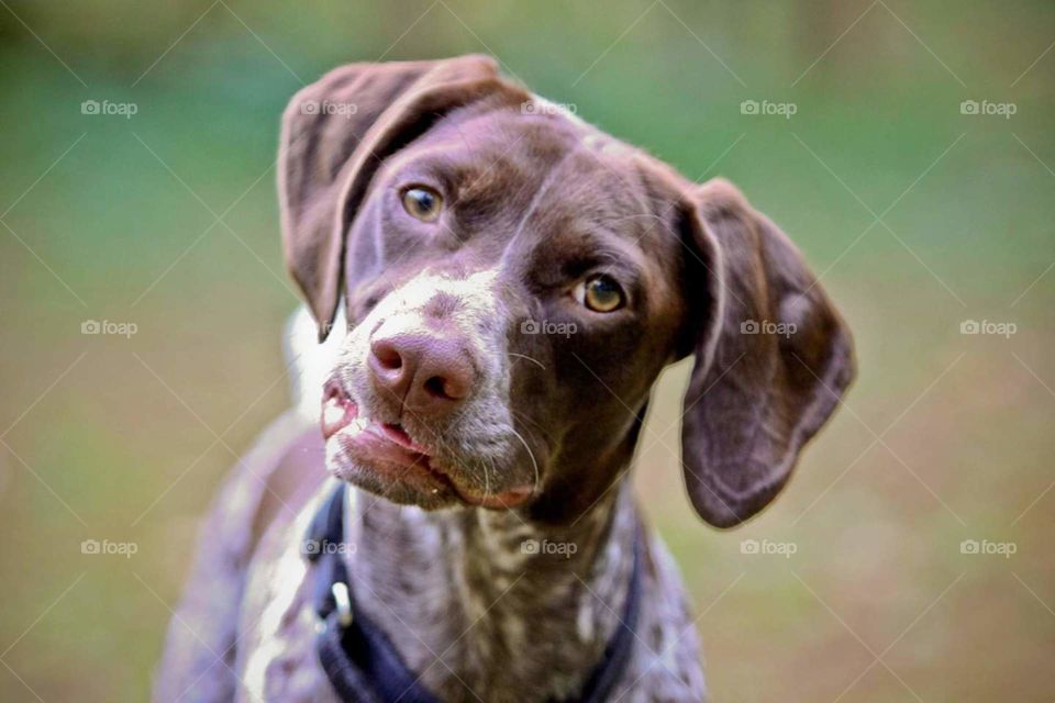 Remi GSP