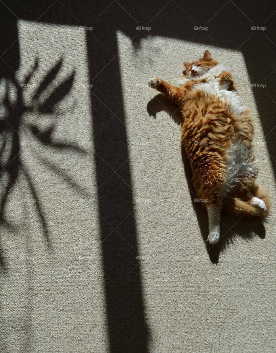 ginger cat sleeping home in the sunlight and shadow top view background, love pet