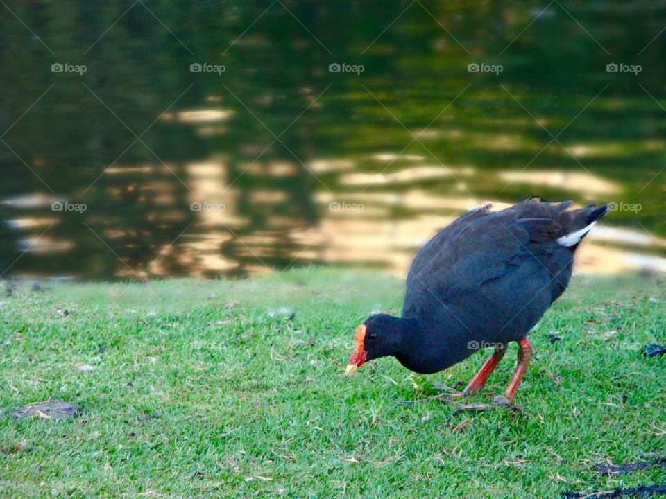 A bird called dusky moorhen in the garden.