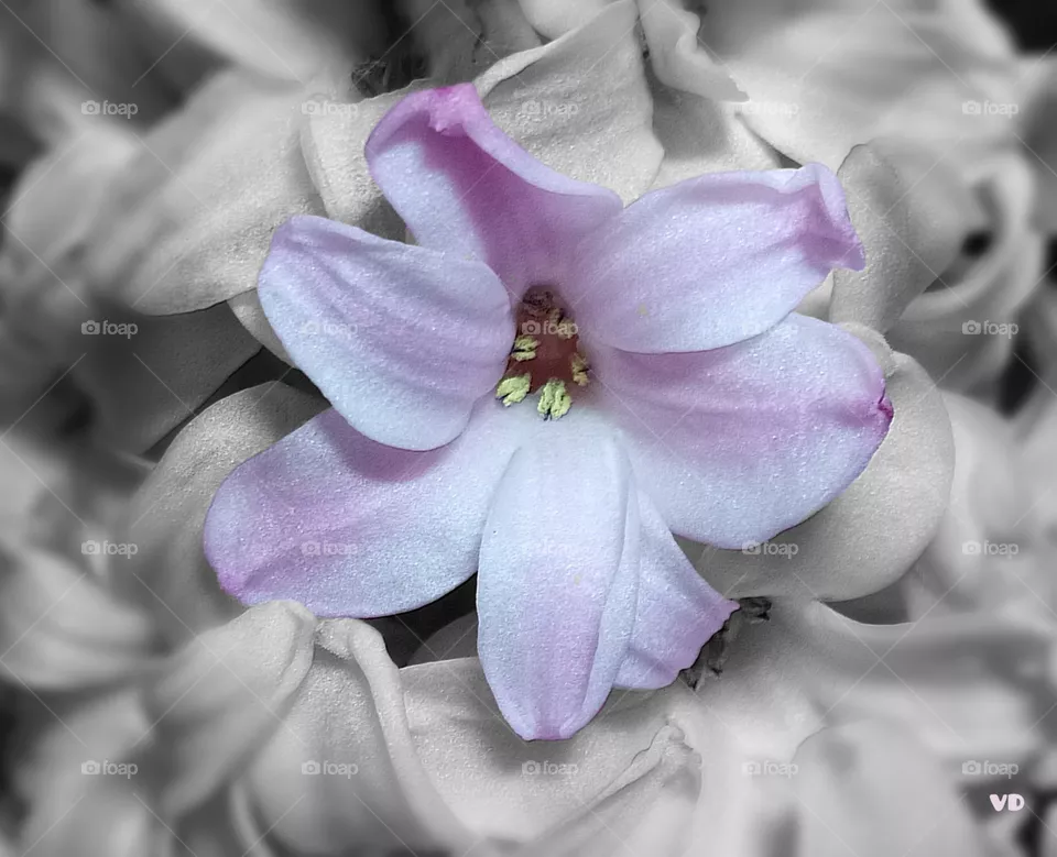 Hyacinth