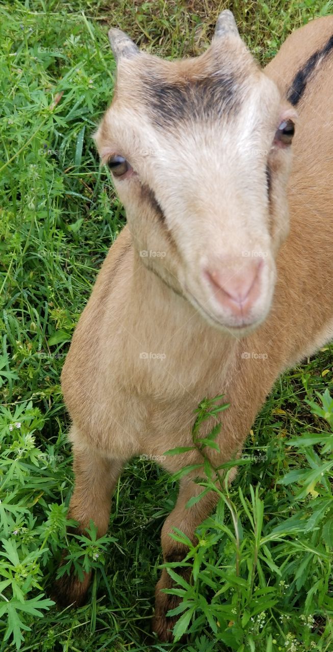 close up of young goat