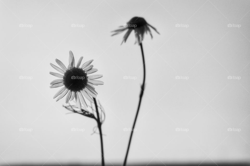Flower, Nature, No Person, Flora, Summer