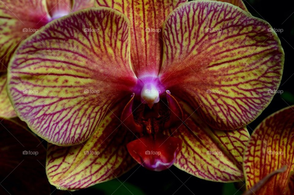 Close-up of orchid flower