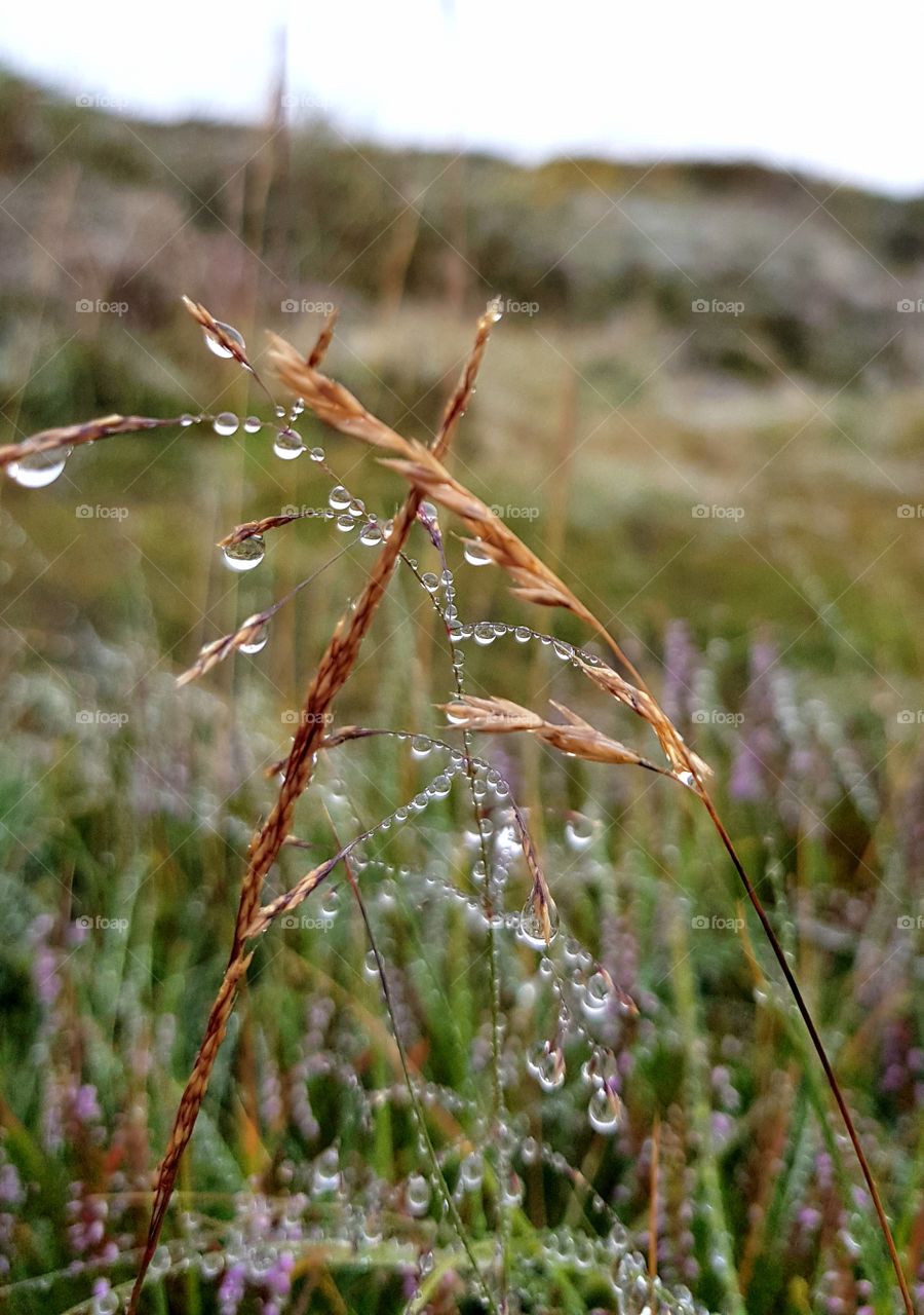 Moorland grass