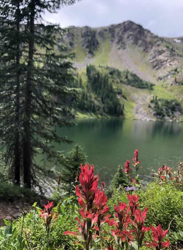 Indian Paintbrush