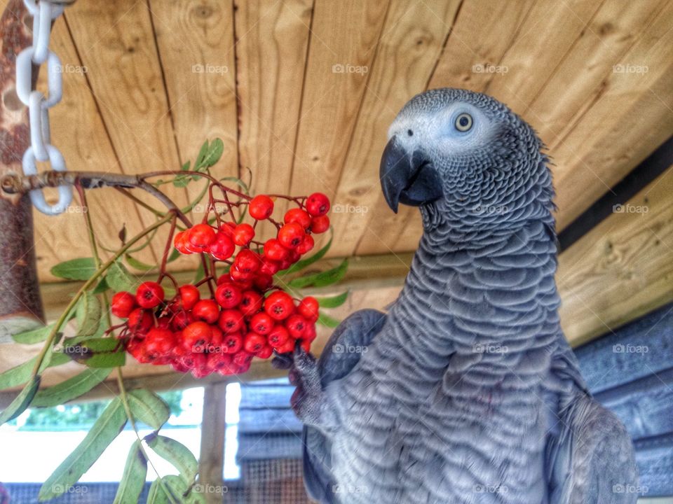 Parrot. My parrot in her aviary