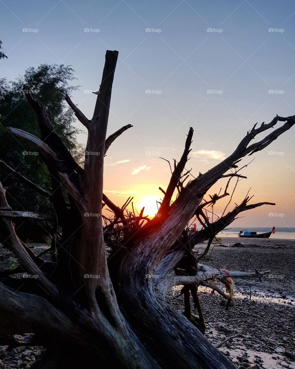 Tree root at seashore when sunset
