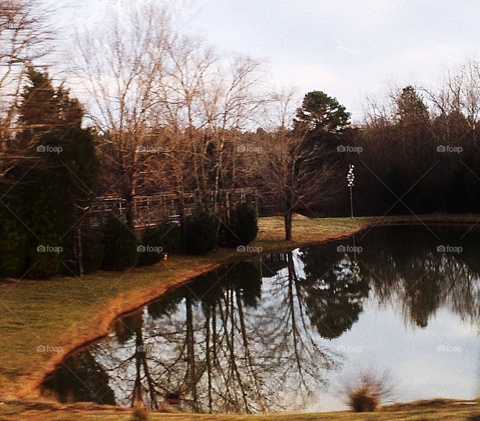 winter trees pond water by indescribable