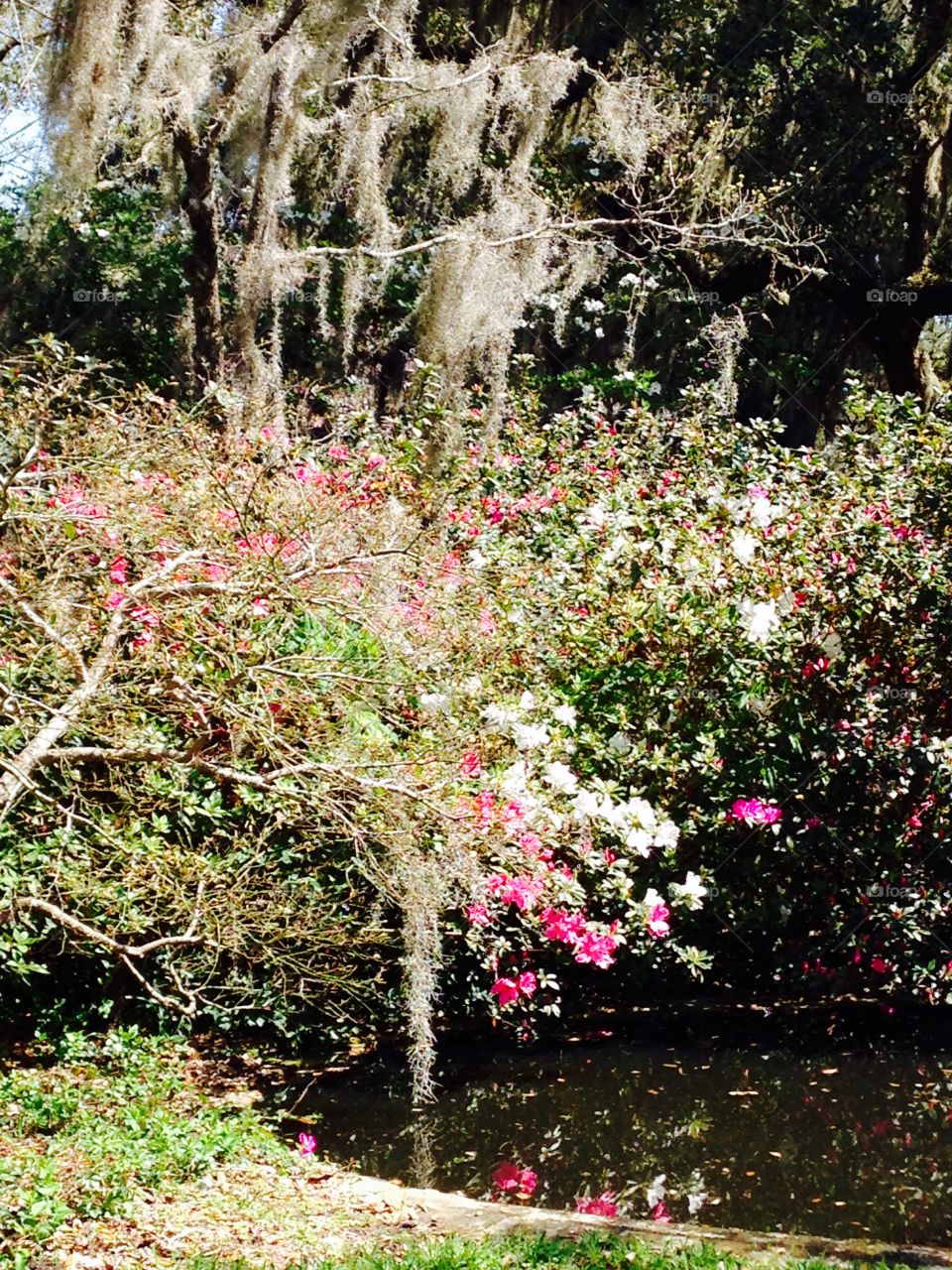 Azaleas in spring, SC