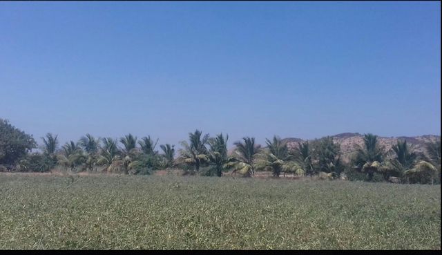 Nice nature