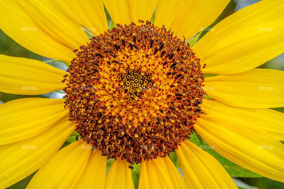Sunflower closeup macro
