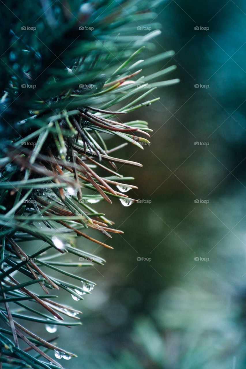 Close-up of a tree leaf