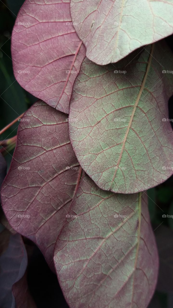 dying leaves