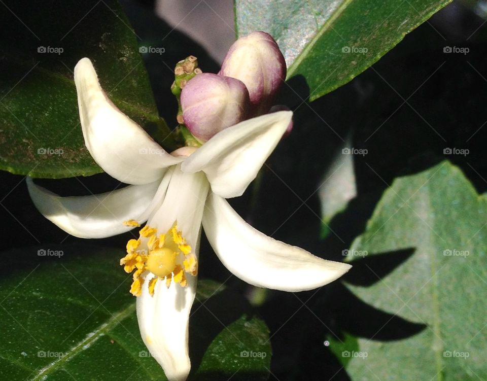 Organic Lemon Flower