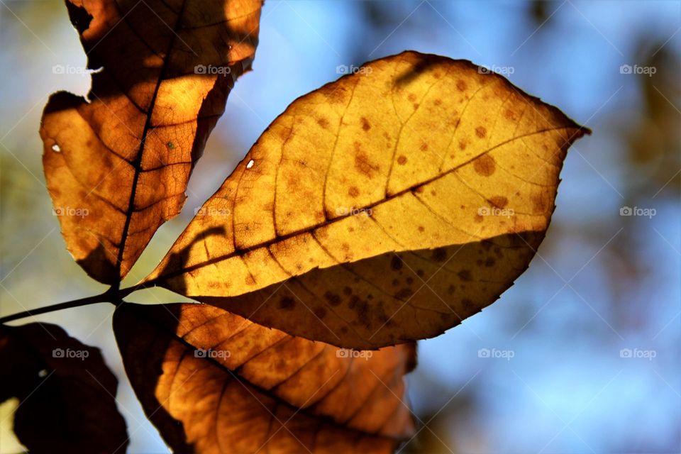 golden leaves.