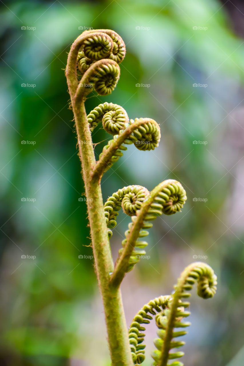 Fern unfurling on the rainforest floor