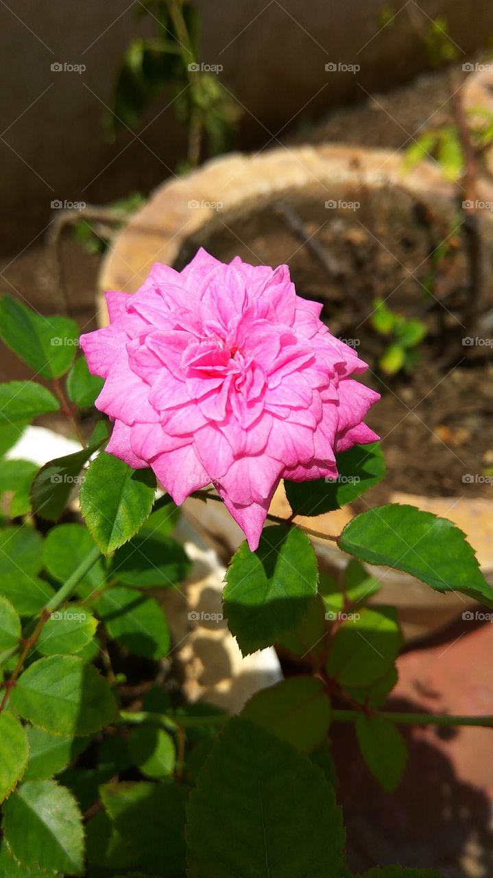 Pink flower blooming at outdoors