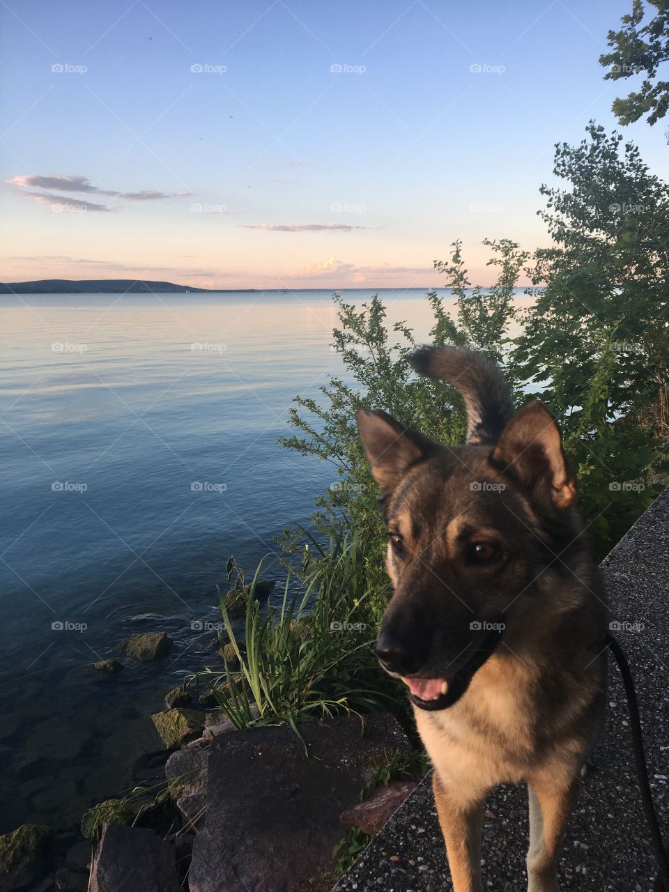 Dog at the Sunset lake Landscape 