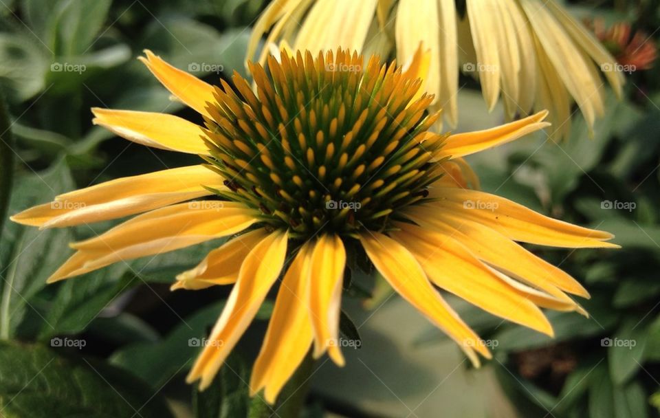 View of yellow daisy flowers