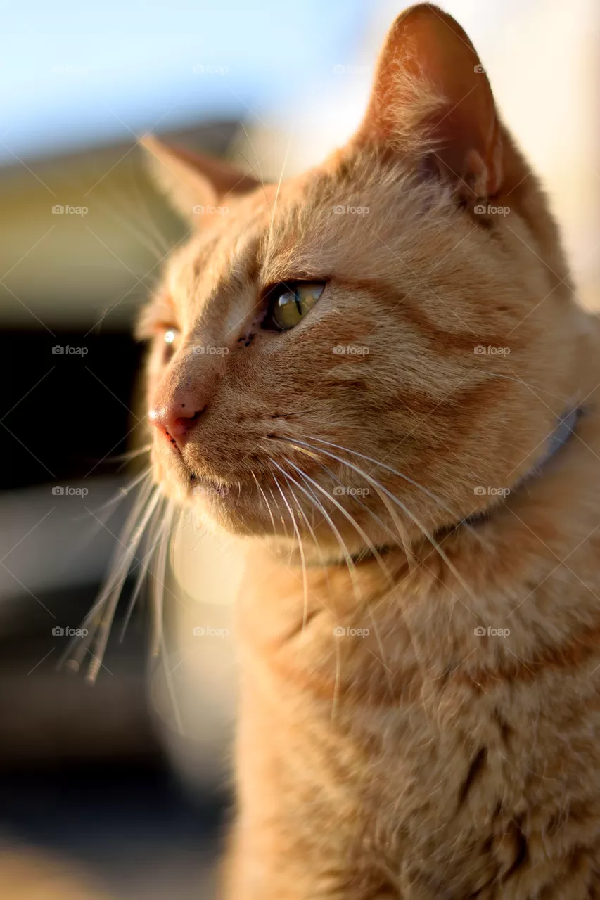 leo