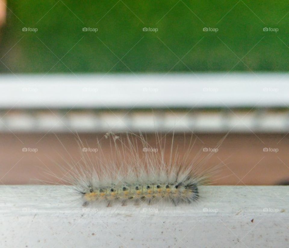 Close up of caterpillar