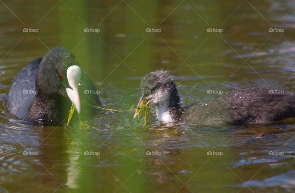 Wild ducks in water