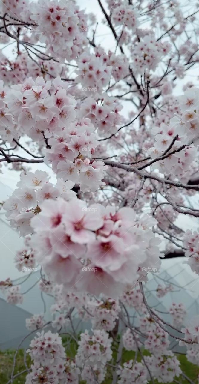 cherry flowers