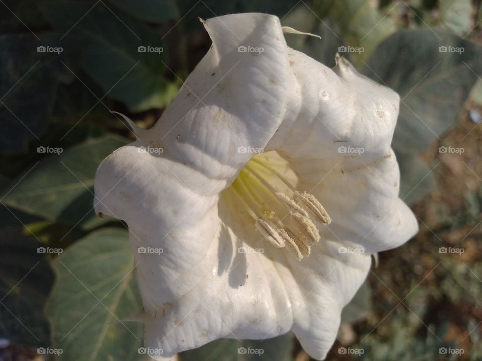 the Datura Flower white in colour looks very beautiful generally found everywhere fresh seasonal