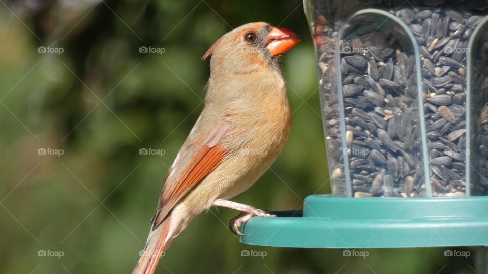 female cardinal snacking on sunflower seeds