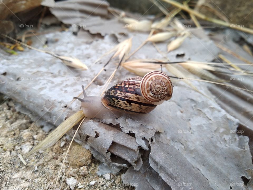 Snail