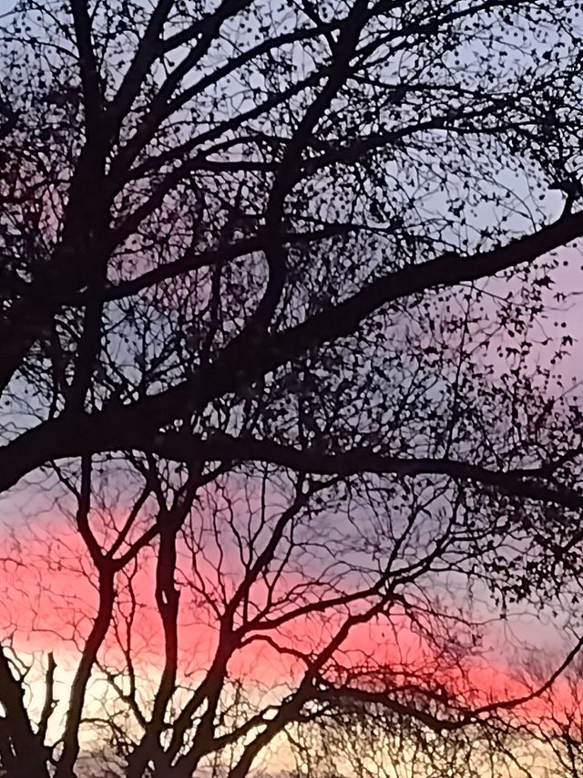 Unfiltered, beautiful, lovely sunset with trees