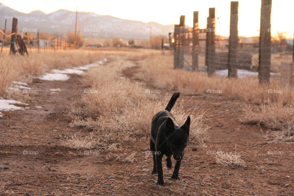 dog walking on dirt road on farm in high Desert mountain