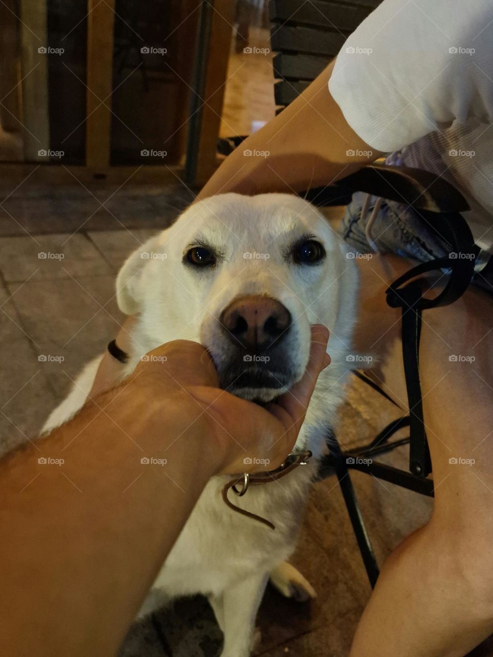 sad dog because he is a beggar at the tables