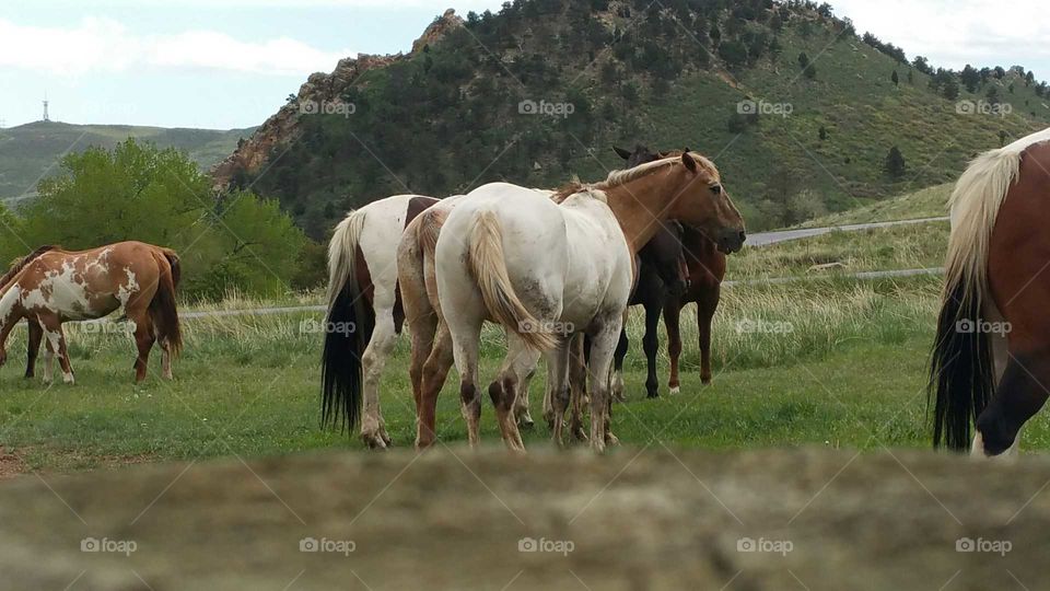 Horses Grazing at the end of the hiking trail.