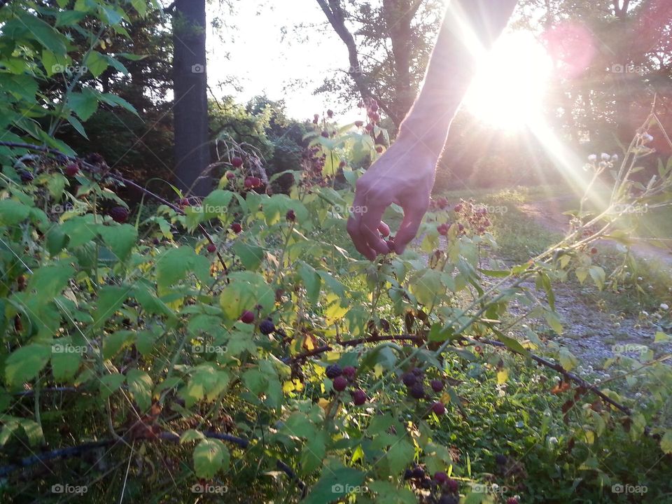 berry picking