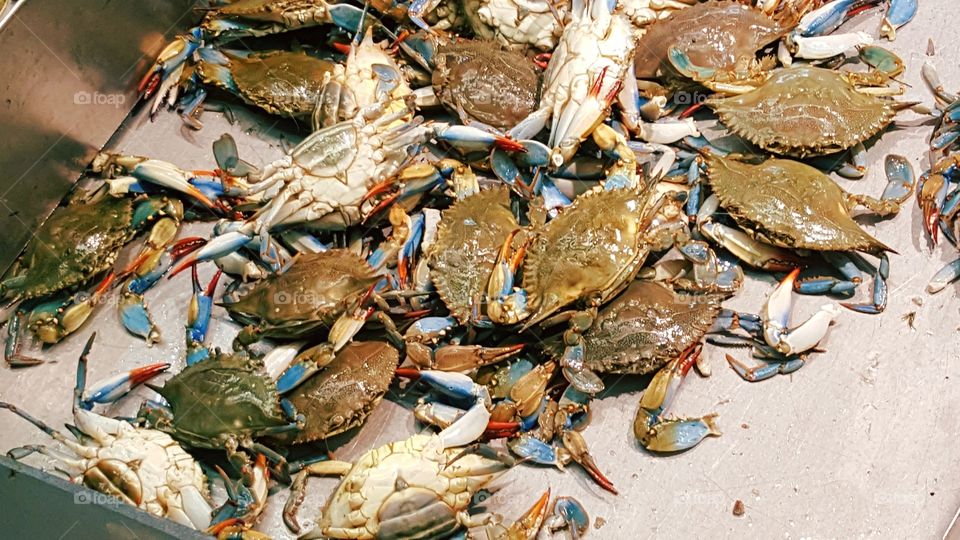 Blue crabs from Maryland
