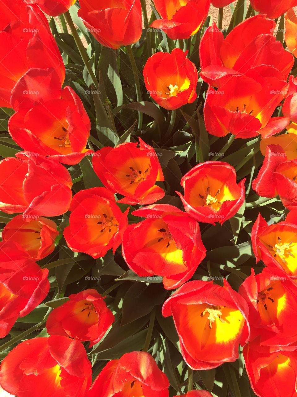 Spring time. Red tulips 