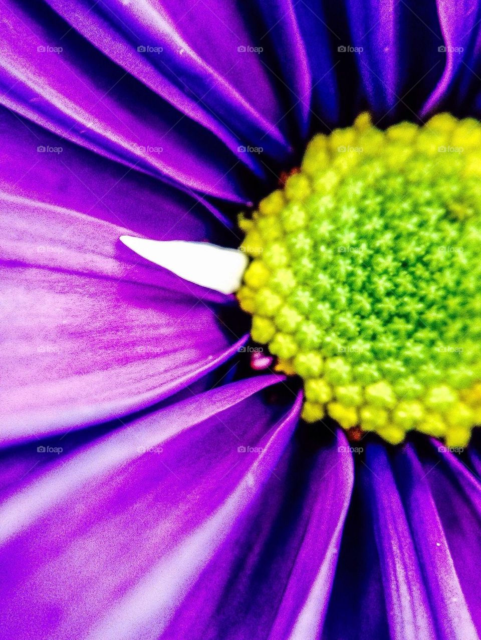 Gerber Daisy