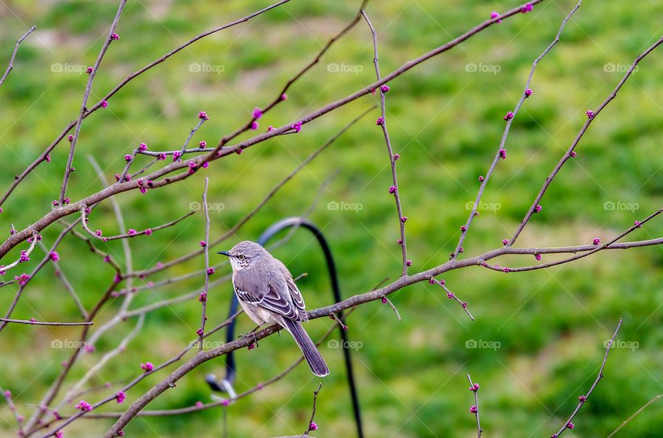 Small pretty bird resting in a redbud tree about to bloom in spring 