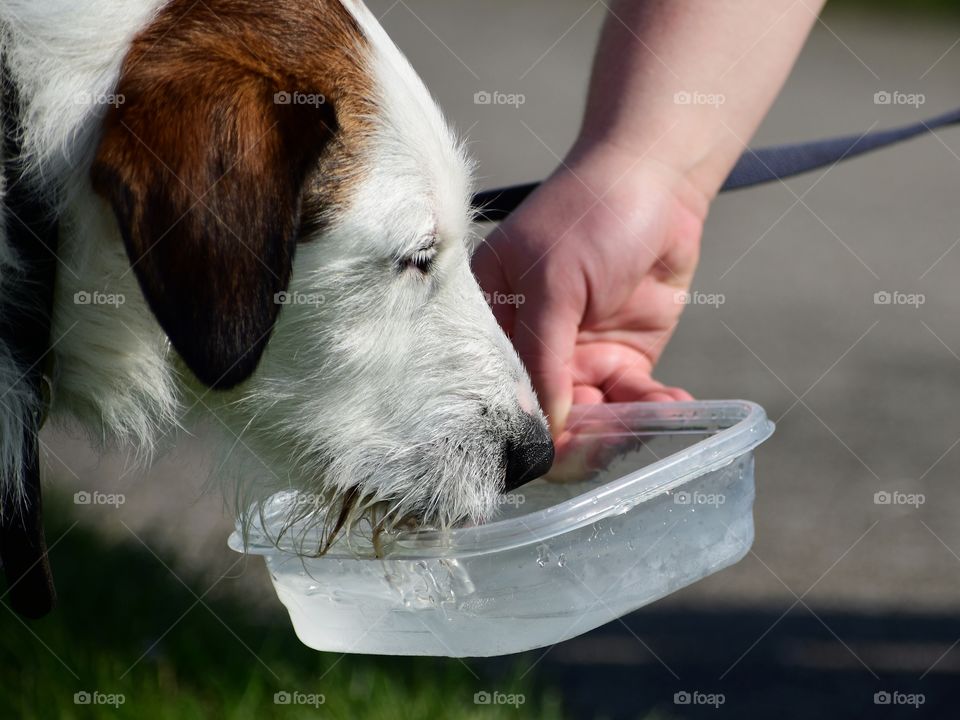 Cute dog drinking water from plastic container on hot summer afternoon