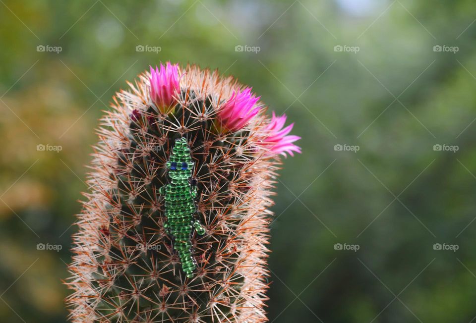 blooming cactus flowers