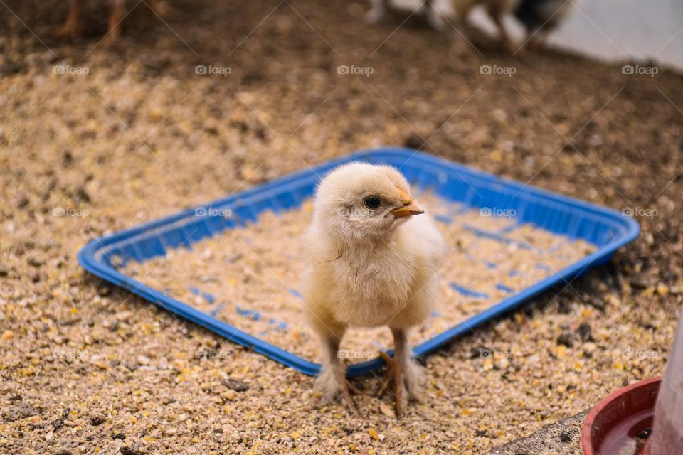 Small chickens in a pen 02