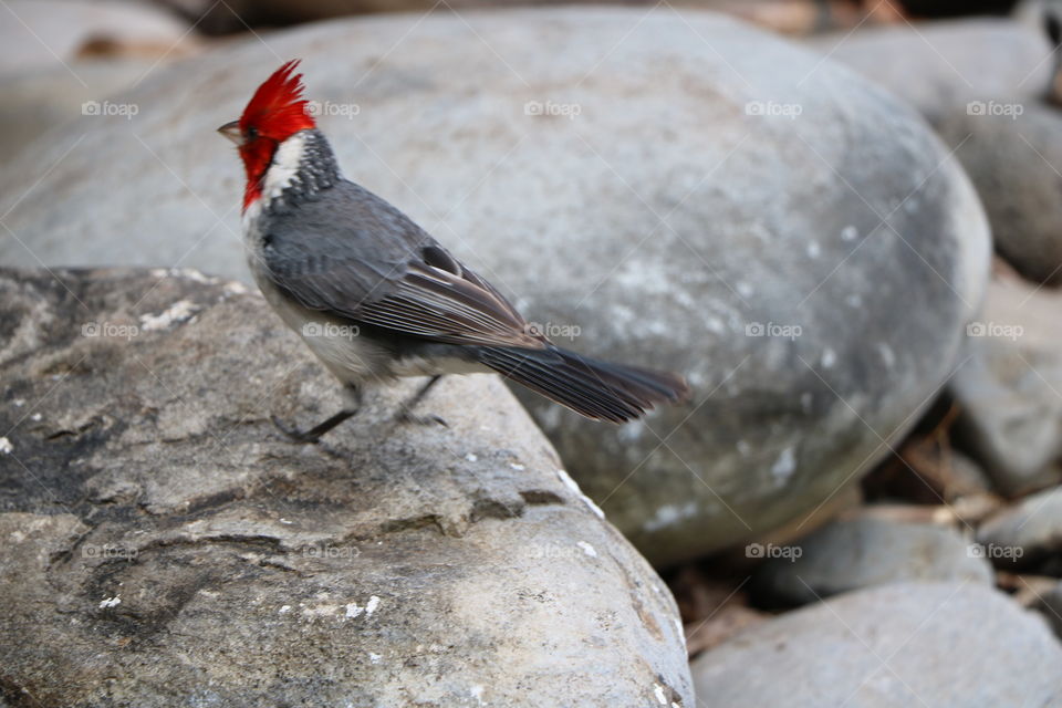 Tropical bird perching on rocks, monochromatic 