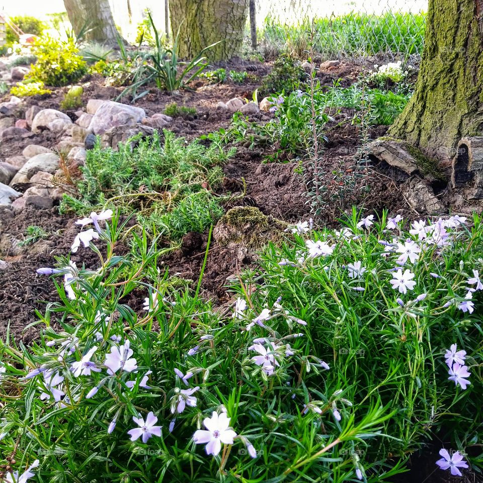 Forest border in the garden.