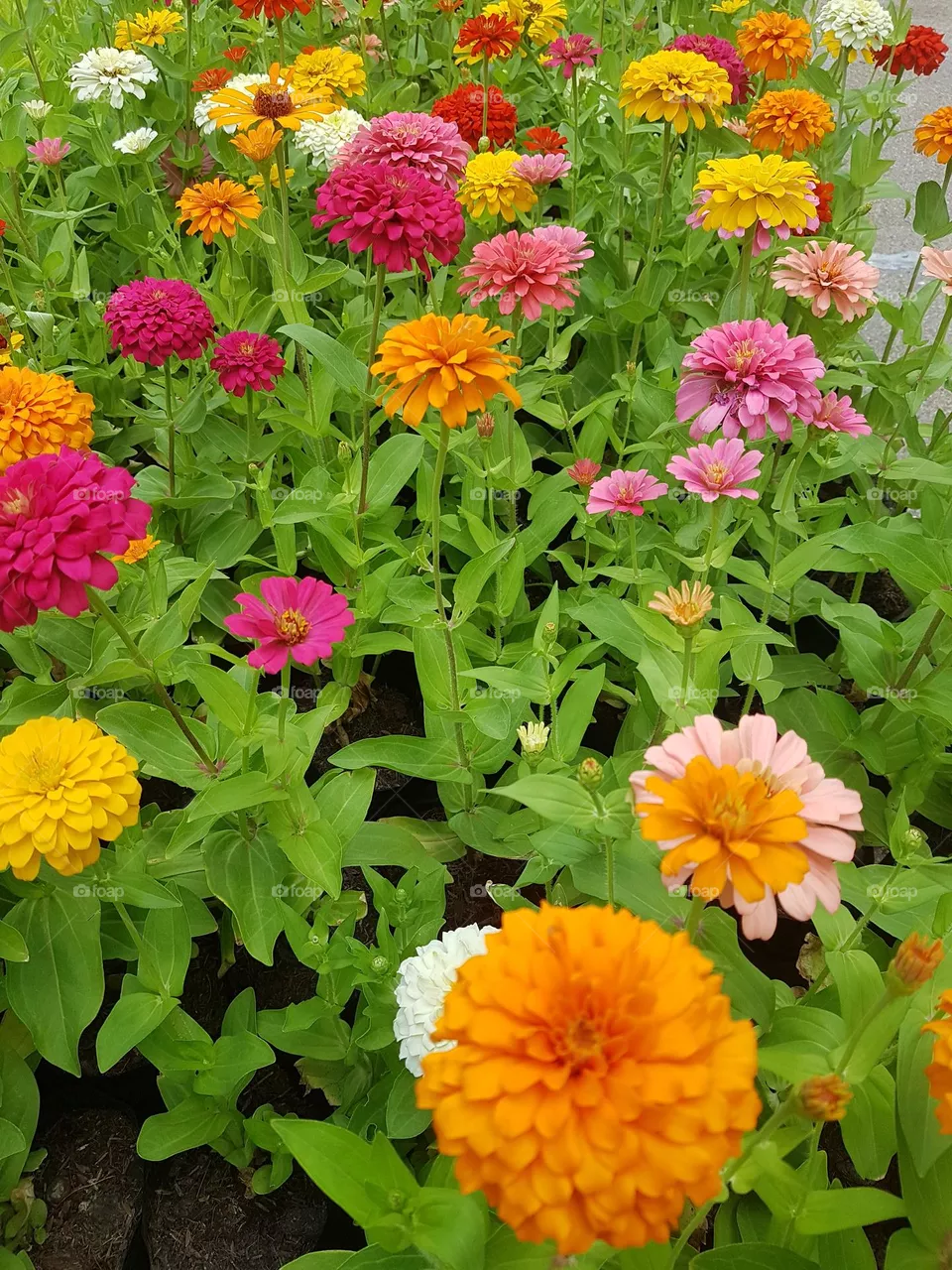 zinnia  bisiness in bloom flowers natural  pollen  close-up petel