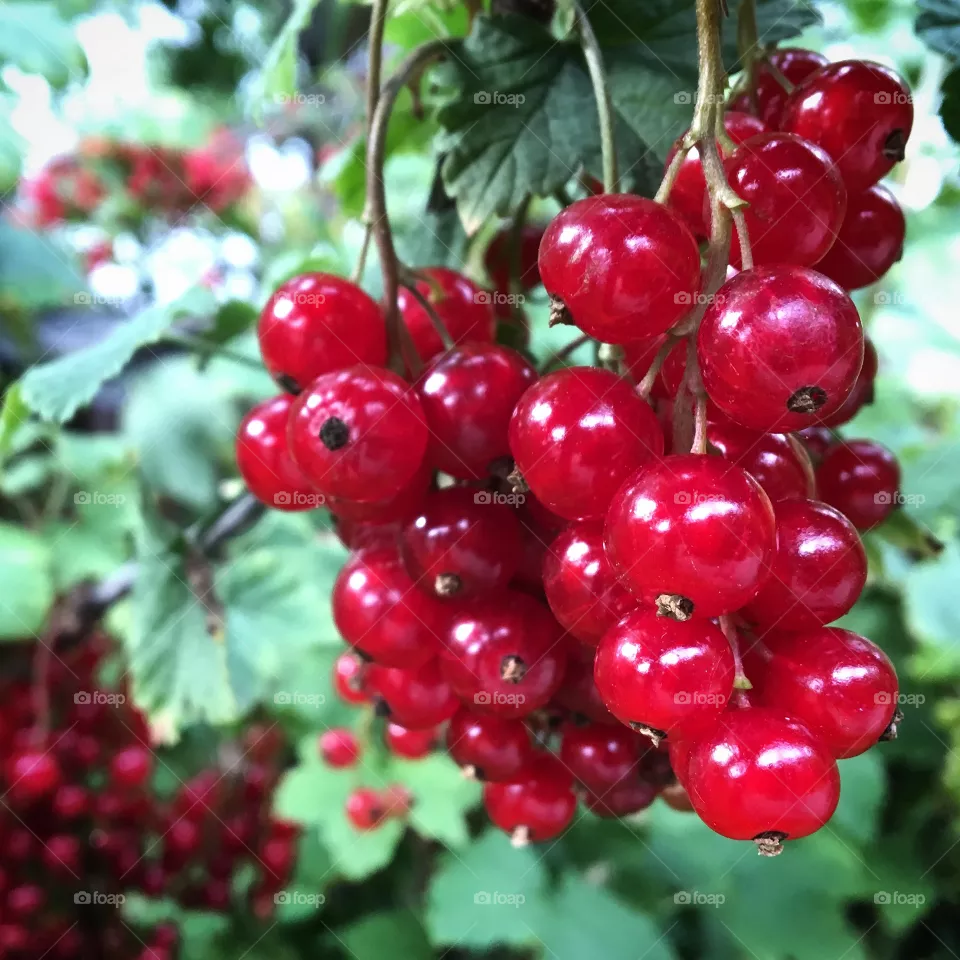 Fruits