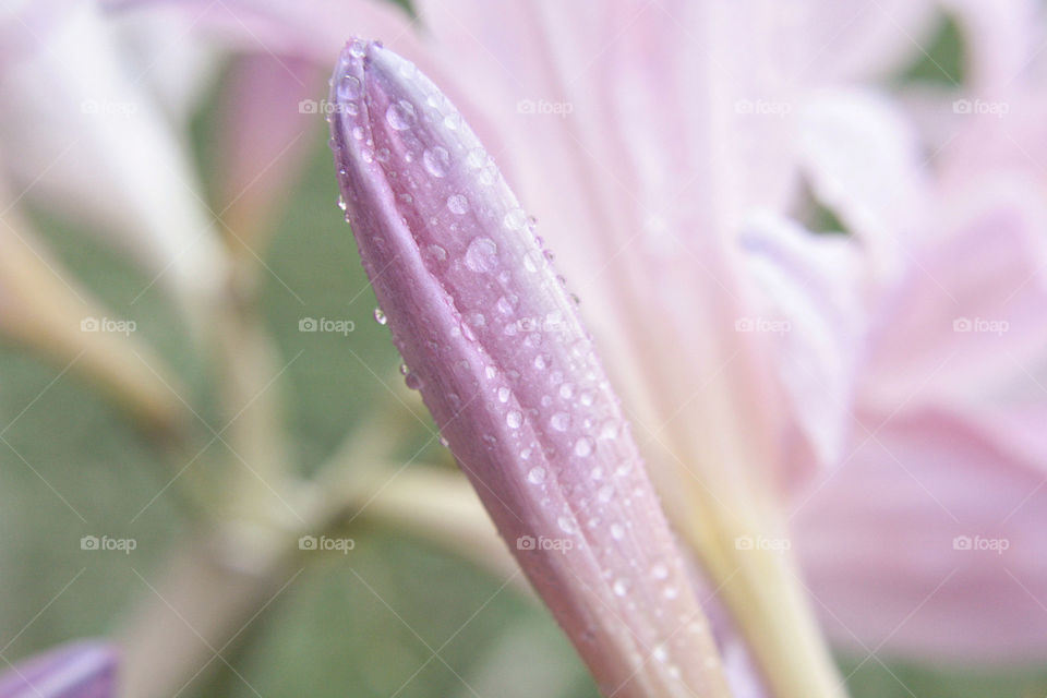 Purple flower